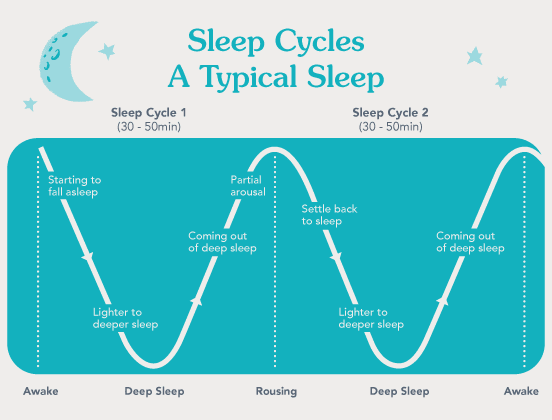The Human Sleep Cycle 2025: A Doctoral-Level Neurophysiological and Clinical Analysis 2 The Human Sleep Cycle 2025: