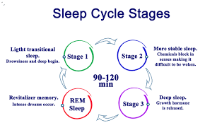 The Human Sleep Cycle 2025: A Doctoral-Level Neurophysiological and Clinical Analysis 1 image search 1739912840118